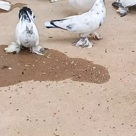 uçurumlara balakly kepderi