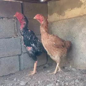 Taşkent horaz mäki