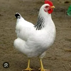 Adler