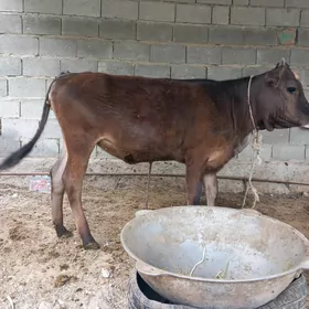 ÿerlije tüwe