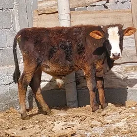 OKUZCE