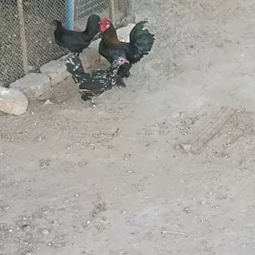 ýaponçik