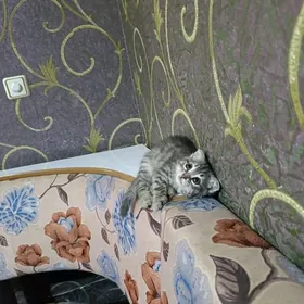 шатланская кошка