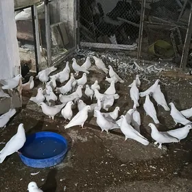kepderi