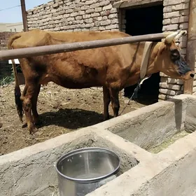 Sygyr goleli