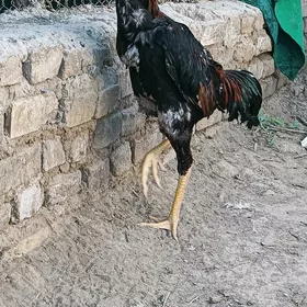 towuk paroda horaz