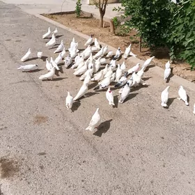kepderi