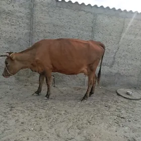 Tanaly sygyr