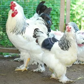 брама юмуртга