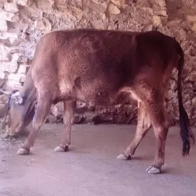 Tohum göleli sygyr