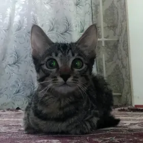 Mugt pişik