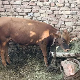 sary öküz
