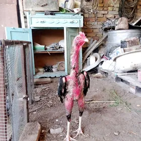 Horaz