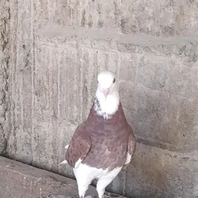 kepderi