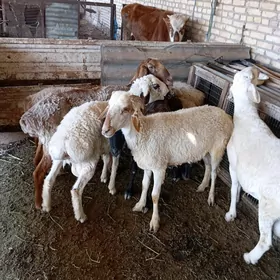 goyun goçkar