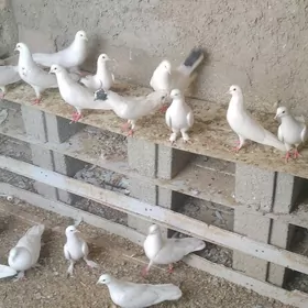 kepderi