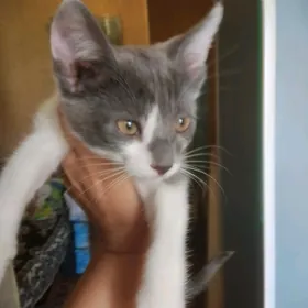 котёнок