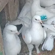 кепдери