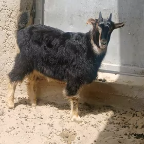 geçi owlakly