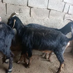 geci