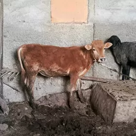 Şiwes öküzçe