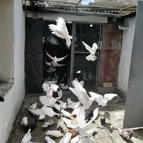 kepderi