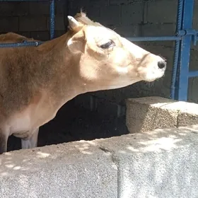 tüwe