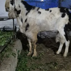 Pakistan teke