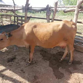 Gysyr sygyr