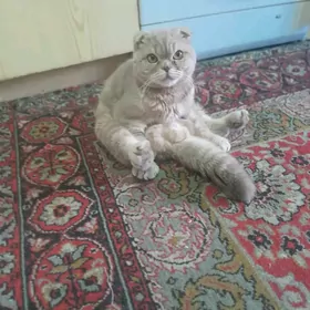 шотландский вислоухий кот