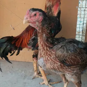 ozbek