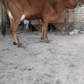 goleli sygyr