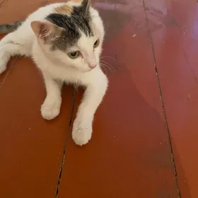 Кошечка