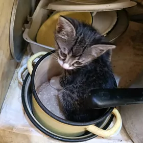 котенок