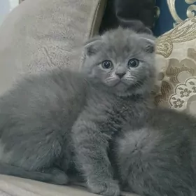 Шотландская веселуха котята
