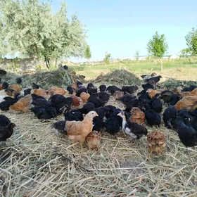 towuk juyje