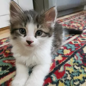 Котята