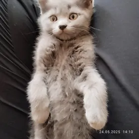 примоухий котик