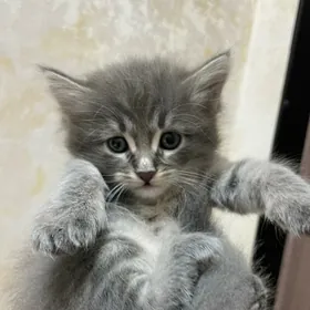 Котята/Pişik