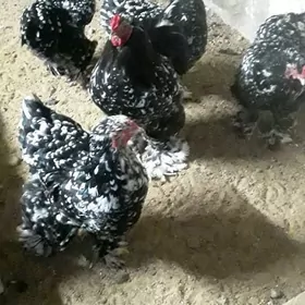 BRAMA ÝUMYRTGA