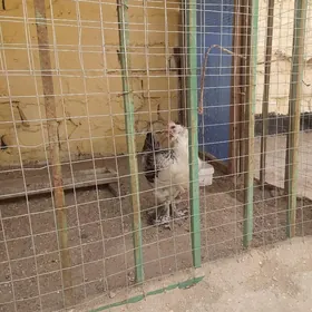tawuk