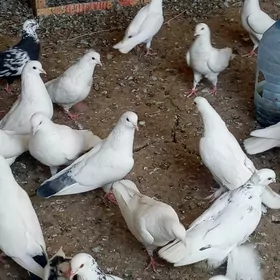 kepderi