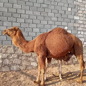 Düye