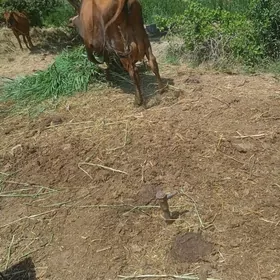 göleli sygyr