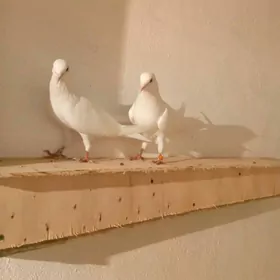 kepderi