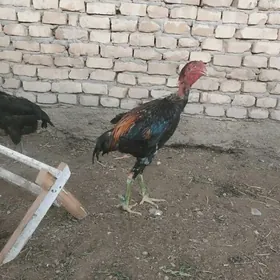 Horaz we towuklar