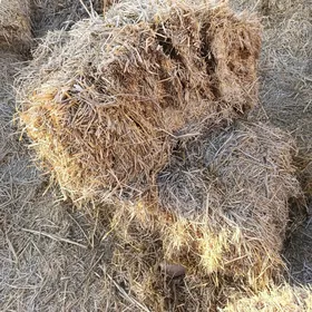 ýyl ashan shaly saman