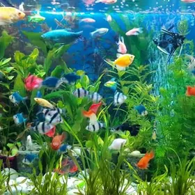 Живые Аквариумные растения. Дири аква отлары