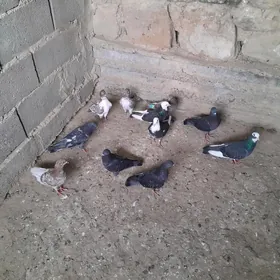 kepderi.