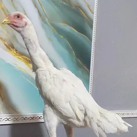Хораз